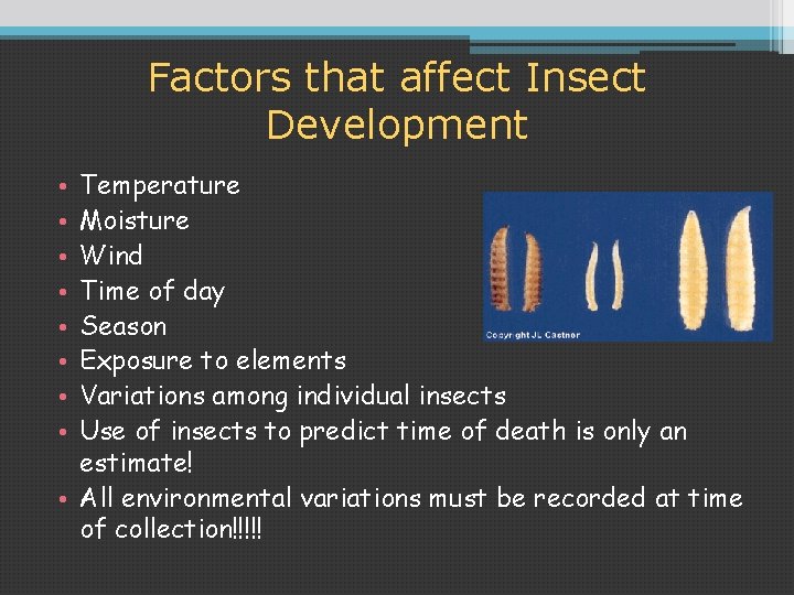 Factors that affect Insect Development Temperature Moisture Wind Time of day Season Exposure to