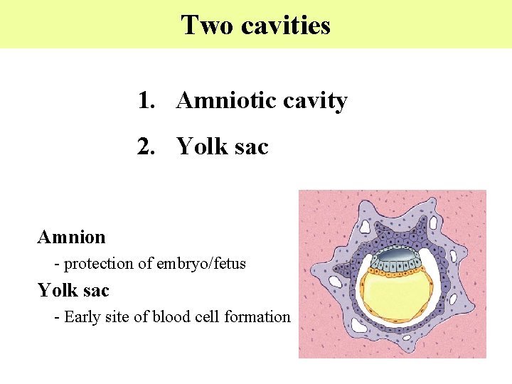 Two cavities 1. Amniotic cavity 2. Yolk sac Amnion - protection of embryo/fetus Yolk
