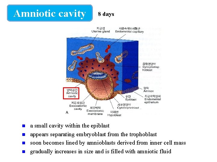 Amniotic cavity 8 days a small cavity within the epiblast appears separating embryoblast from