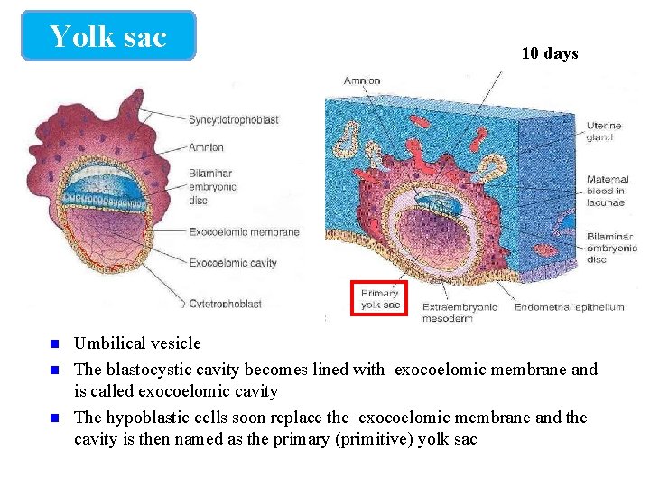 Yolk sac 10 days Umbilical vesicle The blastocystic cavity becomes lined with exocoelomic membrane