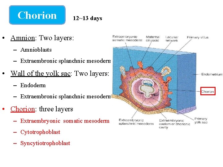 Chorion 12~13 days • Amnion: Two layers: – Amnioblasts – Extraembronic splanchnic mesoderm •
