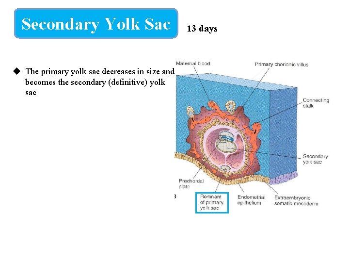 Secondary Yolk Sac u The primary yolk sac decreases in size and becomes the