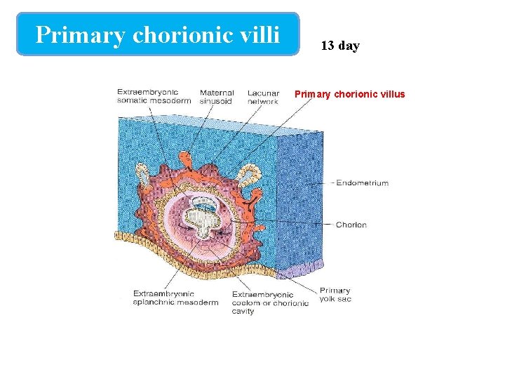 Primary chorionic villi 13 day d Primary chorionic villus 