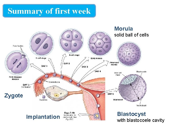 Summary of first week Morula solid ball of cells Zygote Implantation Blastocyst with blastocoele