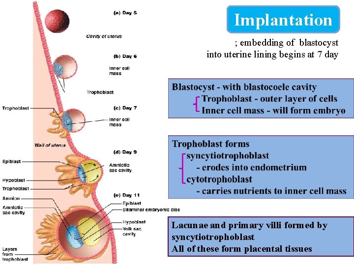 Implantation ; embedding of blastocyst into uterine lining begins at 7 day Lacunae and