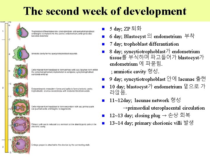 The second week of development 5 day; ZP 퇴화 6 day; Blastocyst 의 endometrium