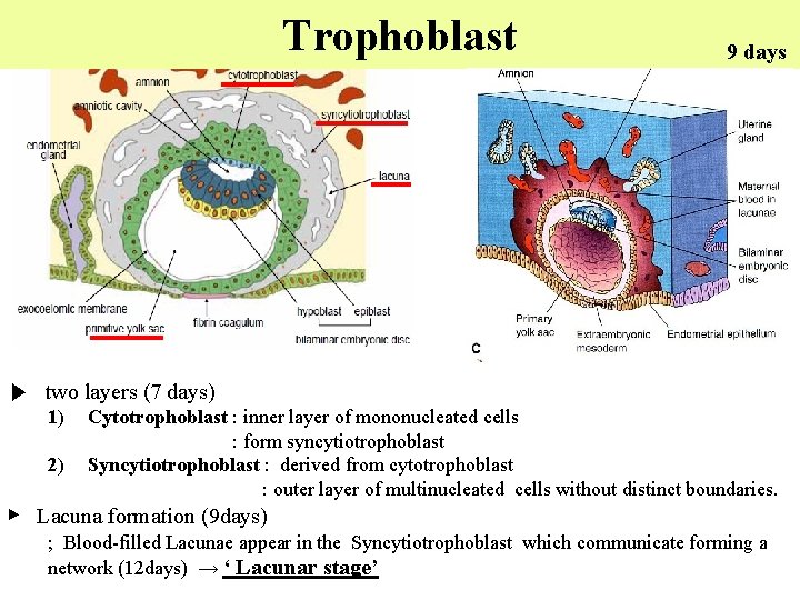 Trophoblast 9 days ▶ two layers (7 days) 1) 2) Cytotrophoblast : inner layer