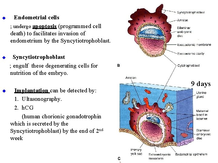 u u u Endometrial cells ; undergo apoptosis (programmed cell death) to facilitates invasion