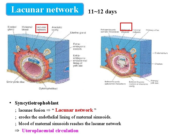 Lacunar network 11~12 days • Syncytiotrophoblast ; lacunae fusion ⇒ “ Lacunar network ”