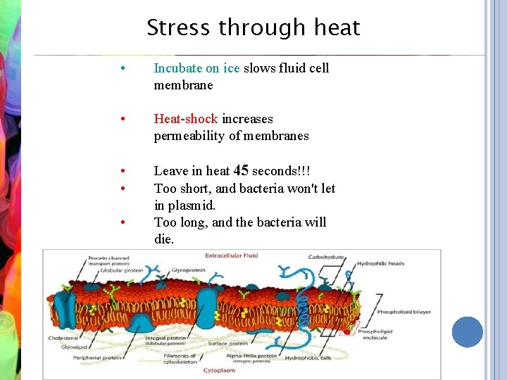 Stress through heat • Incubate on ice slows fluid cell membrane • Heat-shock increases