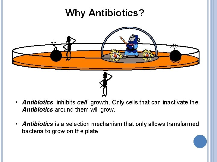 Why Antibiotics? • Antibiotics inhibits cell growth. Only cells that can inactivate the Antibiotics