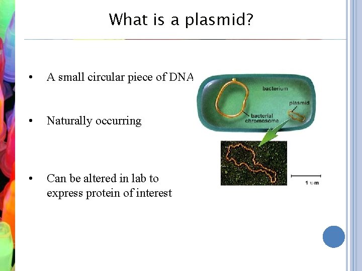 What is a plasmid? • A small circular piece of DNA • Naturally occurring