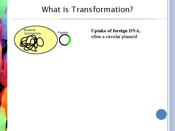 What is Transformation? Bacterial chromosome Plasmid Uptake of foreign DNA, often a circular plasmid