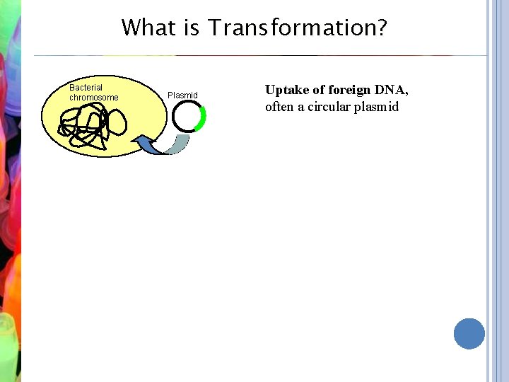 What is Transformation? Bacterial chromosome Plasmid Uptake of foreign DNA, often a circular plasmid