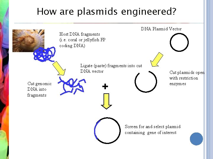 How are plasmids engineered? DNA Plasmid Vector Host DNA fragments (i. e. coral or