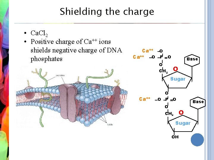 Shielding the charge • Ca. Cl 2 • Positive charge of Ca++ ions shields