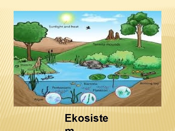 Ekosiste 