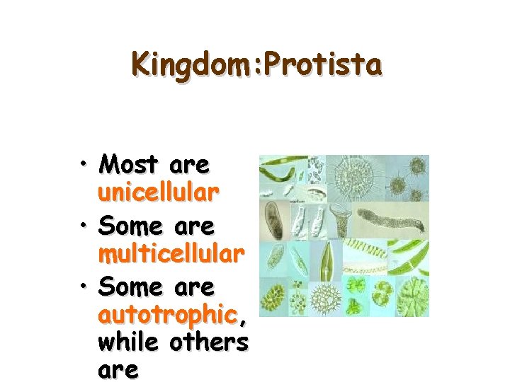 Kingdom: Protista • Most are unicellular • Some are multicellular • Some are autotrophic,