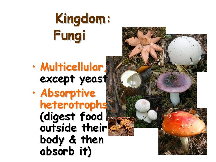 Kingdom: Fungi • Multicellular, except yeast • Absorptive heterotrophs (digest food outside their body