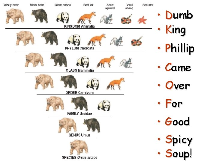  • Dumb • King • Phillip • Came • Over • For •