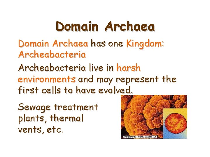 Domain Archaea has one Kingdom: Archeabacteria live in harsh environments and may represent the