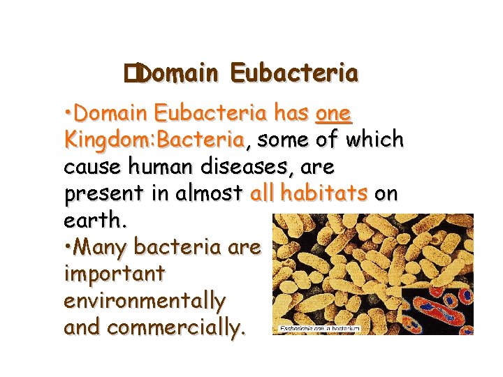 � Domain Eubacteria • Domain Eubacteria has one Kingdom: Bacteria, some of which cause