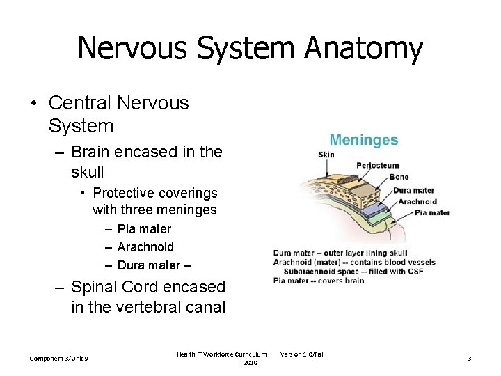 Nervous System Anatomy • Central Nervous System – Brain encased in the skull • Nervous System Anatomy • Central Nervous System – Brain encased in the skull •