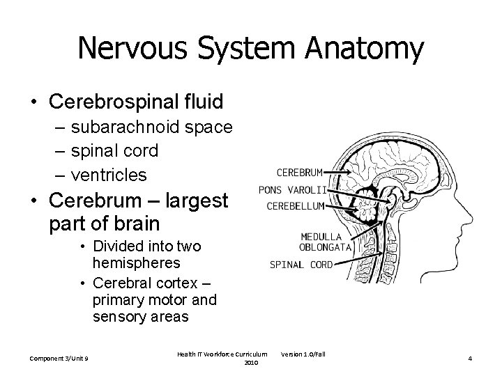 Nervous System Anatomy • Cerebrospinal fluid – subarachnoid space – spinal cord – ventricles Nervous System Anatomy • Cerebrospinal fluid – subarachnoid space – spinal cord – ventricles