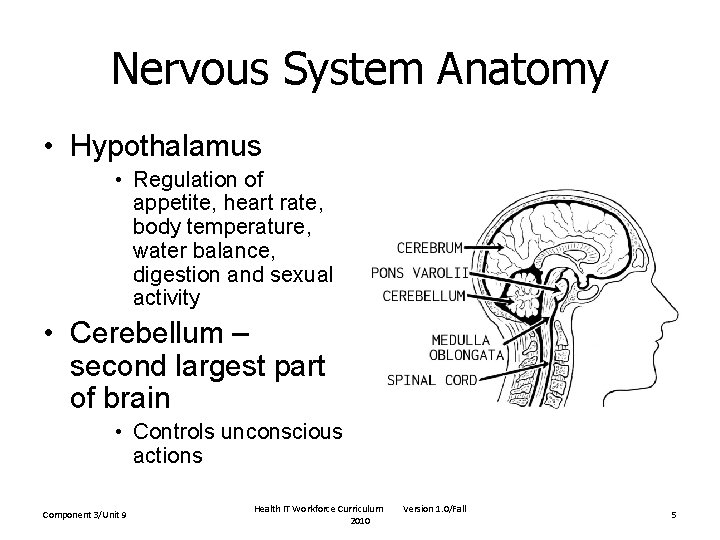 Nervous System Anatomy • Hypothalamus • Regulation of appetite, heart rate, body temperature, water Nervous System Anatomy • Hypothalamus • Regulation of appetite, heart rate, body temperature, water