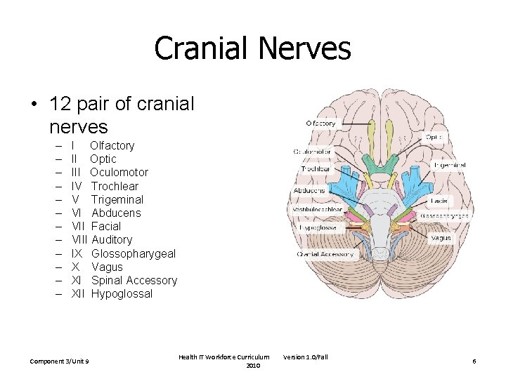 Cranial Nerves • 12 pair of cranial nerves – – – I Olfactory II Cranial Nerves • 12 pair of cranial nerves – – – I Olfactory II