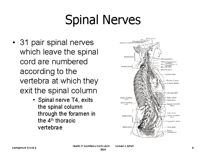 Spinal Nerves • 31 pair spinal nerves which leave the spinal cord are numbered Spinal Nerves • 31 pair spinal nerves which leave the spinal cord are numbered
