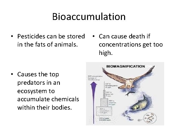 Bioaccumulation • Pesticides can be stored in the fats of animals. • Causes the