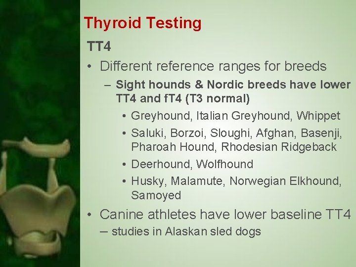 Thyroid Testing TT 4 • Different reference ranges for breeds – Sight hounds &