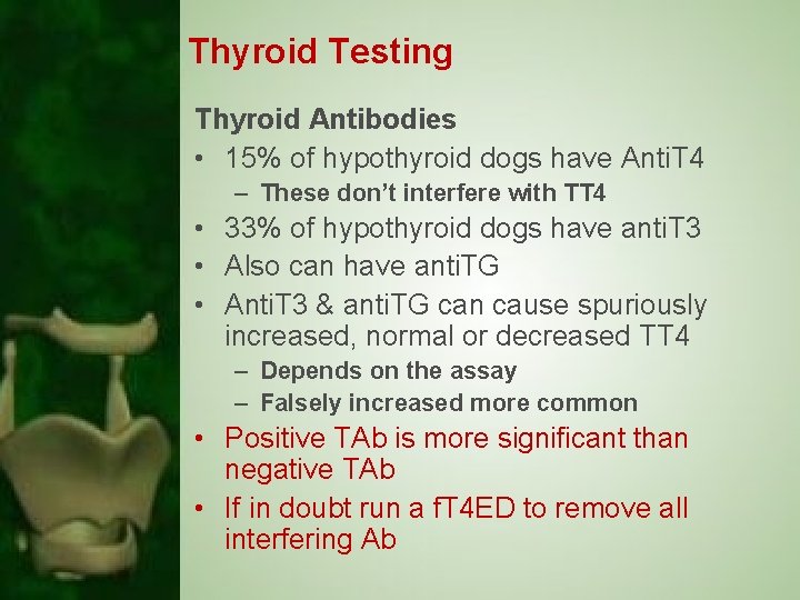 Thyroid Testing Thyroid Antibodies • 15% of hypothyroid dogs have Anti. T 4 –