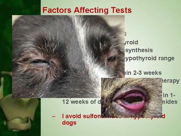 Factors Affecting Tests Drugs • Sulfonamide antibiotics – – – – Truly suppress the