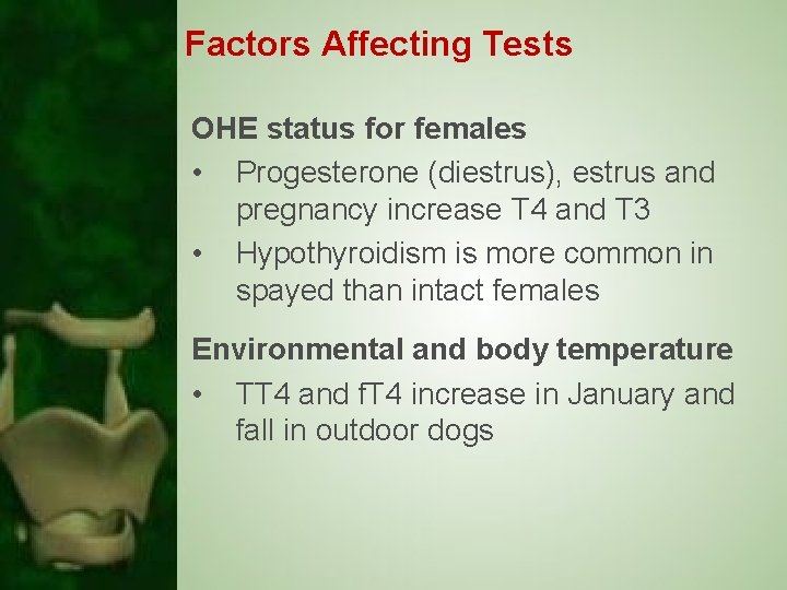 Factors Affecting Tests OHE status for females • Progesterone (diestrus), estrus and pregnancy increase