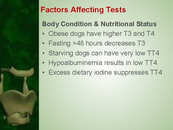 Factors Affecting Tests Body Condition & Nutritional Status • Obese dogs have higher T