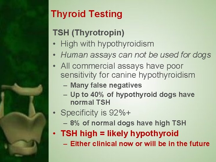 Thyroid Testing TSH (Thyrotropin) • High with hypothyroidism • Human assays can not be