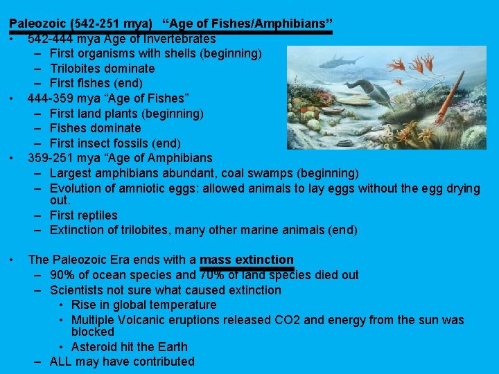 Paleozoic (542 -251 mya) “Age of Fishes/Amphibians” • 542 -444 mya Age of Invertebrates