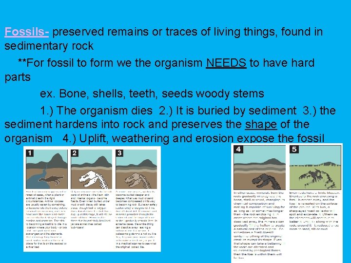 Fossils- preserved remains or traces of living things, found in sedimentary rock **For fossil