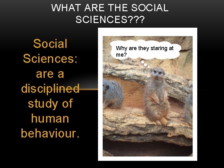WHAT ARE THE SOCIAL SCIENCES? ? ? Social Sciences: are a disciplined study of