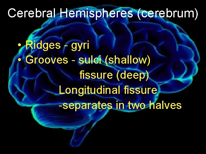 Cerebral Hemispheres (cerebrum) • Ridges - gyri • Grooves - sulci (shallow) fissure (deep)