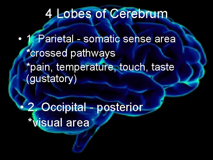 4 Lobes of Cerebrum • 1. Parietal - somatic sense area *crossed pathways *pain,