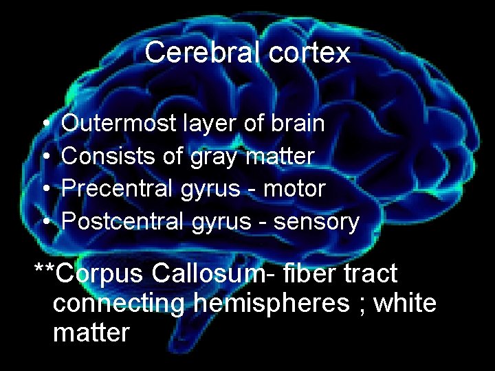 Cerebral cortex • • Outermost layer of brain Consists of gray matter Precentral gyrus