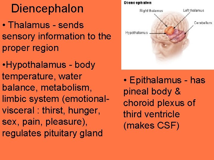 Diencephalon • Thalamus - sends sensory information to the proper region • Hypothalamus -