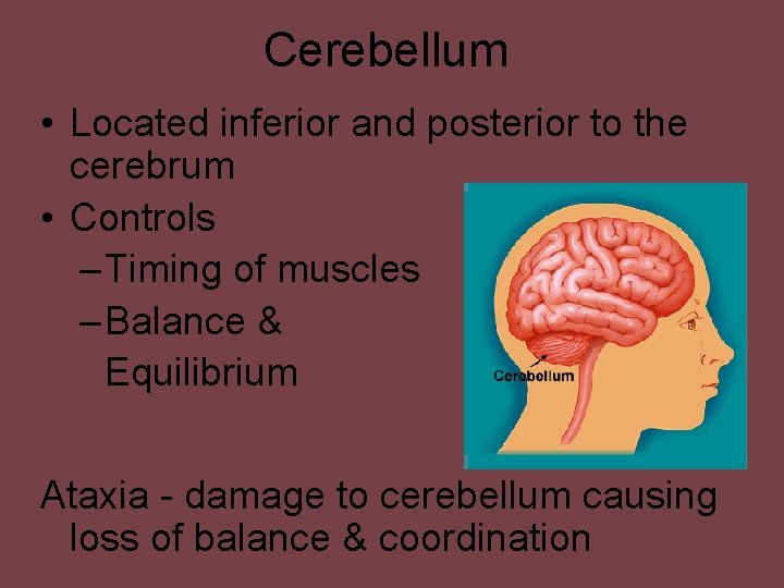 Cerebellum • Located inferior and posterior to the cerebrum • Controls – Timing of