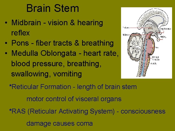 Brain Stem • Midbrain - vision & hearing reflex • Pons - fiber tracts