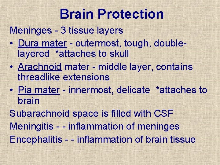 Brain Protection Meninges - 3 tissue layers • Dura mater - outermost, tough, doublelayered