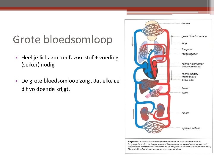 Grote bloedsomloop • Heel je lichaam heeft zuurstof + voeding (suiker) nodig • De