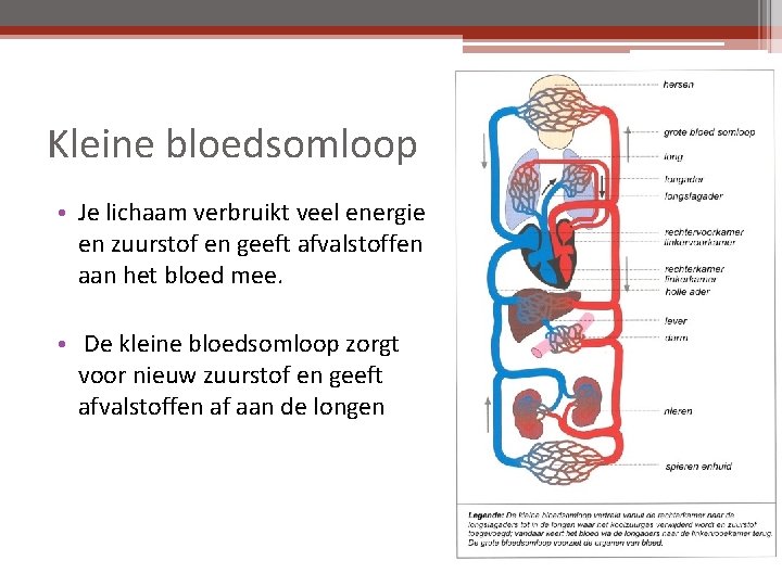 Kleine bloedsomloop • Je lichaam verbruikt veel energie en zuurstof en geeft afvalstoffen aan